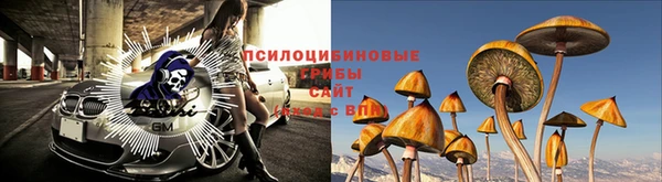 прущие грибы Кукмор